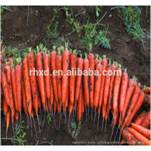 2017 новый свежий урожай моркови Спецификация М 